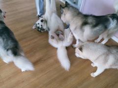 -Husky Go! 哈士奇体验馆·宠物咖啡厅狗咖