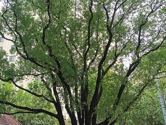 -徐家汇源景区-衡山公园