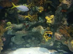 -上海海洋水族馆