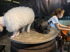 -more than meow吴止猫主题餐厅(承德 中船汇店)