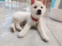 -柴犬小屋·柴餐厅·狗咖食堂(金鼎广场店)