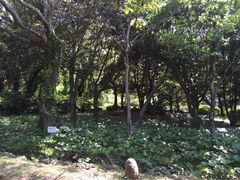 iphone_upload_pic-汉拿树木园