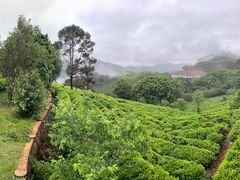 -雁南飞茶田景区