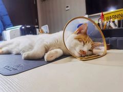 -萌兽医馆·眼科·异宠专科(三里屯店)