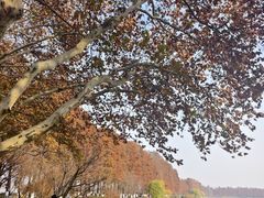 -东湖落雁景区