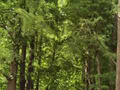 -上海滨江森林公园