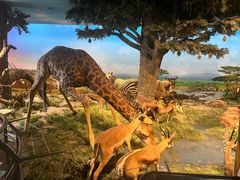 -国家自然博物馆