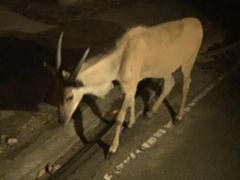 -清迈夜间动物园