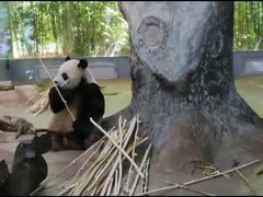 -海南热带野生动植物园