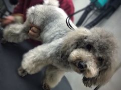 -PETKIT小佩宠物·低压洗护(国顺东路店)