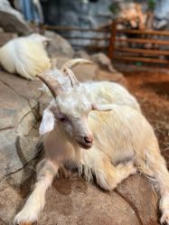 -Zoolung Zoolung动物主题公园(海信广场店)