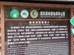-西双版纳原始森林公园
