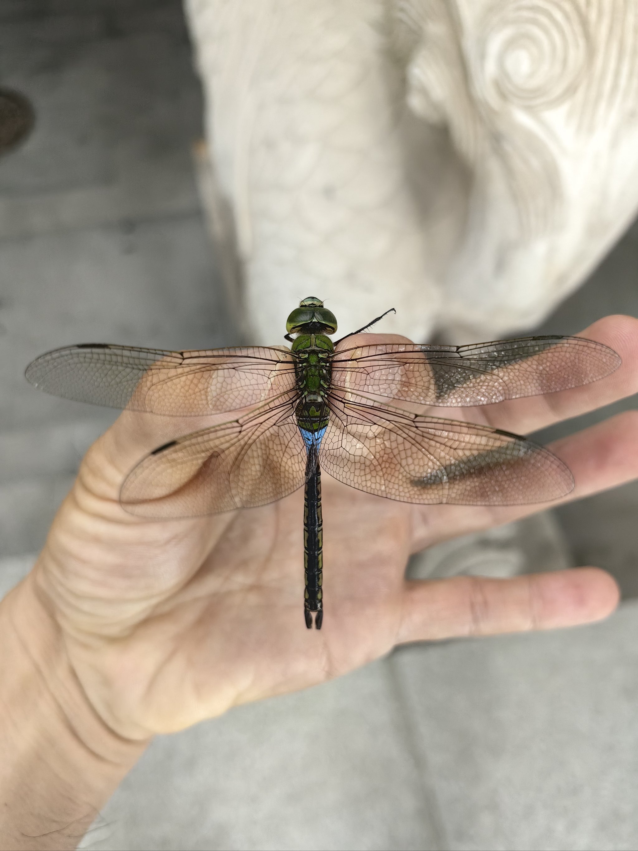 中国最大的蜻蜓图片