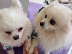 -怪兽屋·羊驼·猫咖·狗咖(俊华广场店)