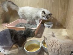 -屋虎猫馆(宝安大仟里店)