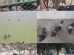 -新疆天山野生动物园