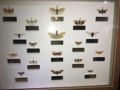 -上海昆虫博物馆
