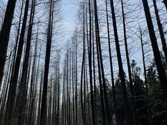 -东平国家森林公园