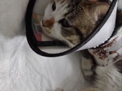 -良伴无忧宠物医院(泰欣嘉园店)