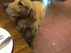 六六-百好乐宠物友好餐厅(朝外大街店)