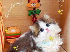 -欣宠猫屋·矮脚拿破仑·蓝金金渐层