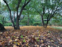 -上海滨江森林公园