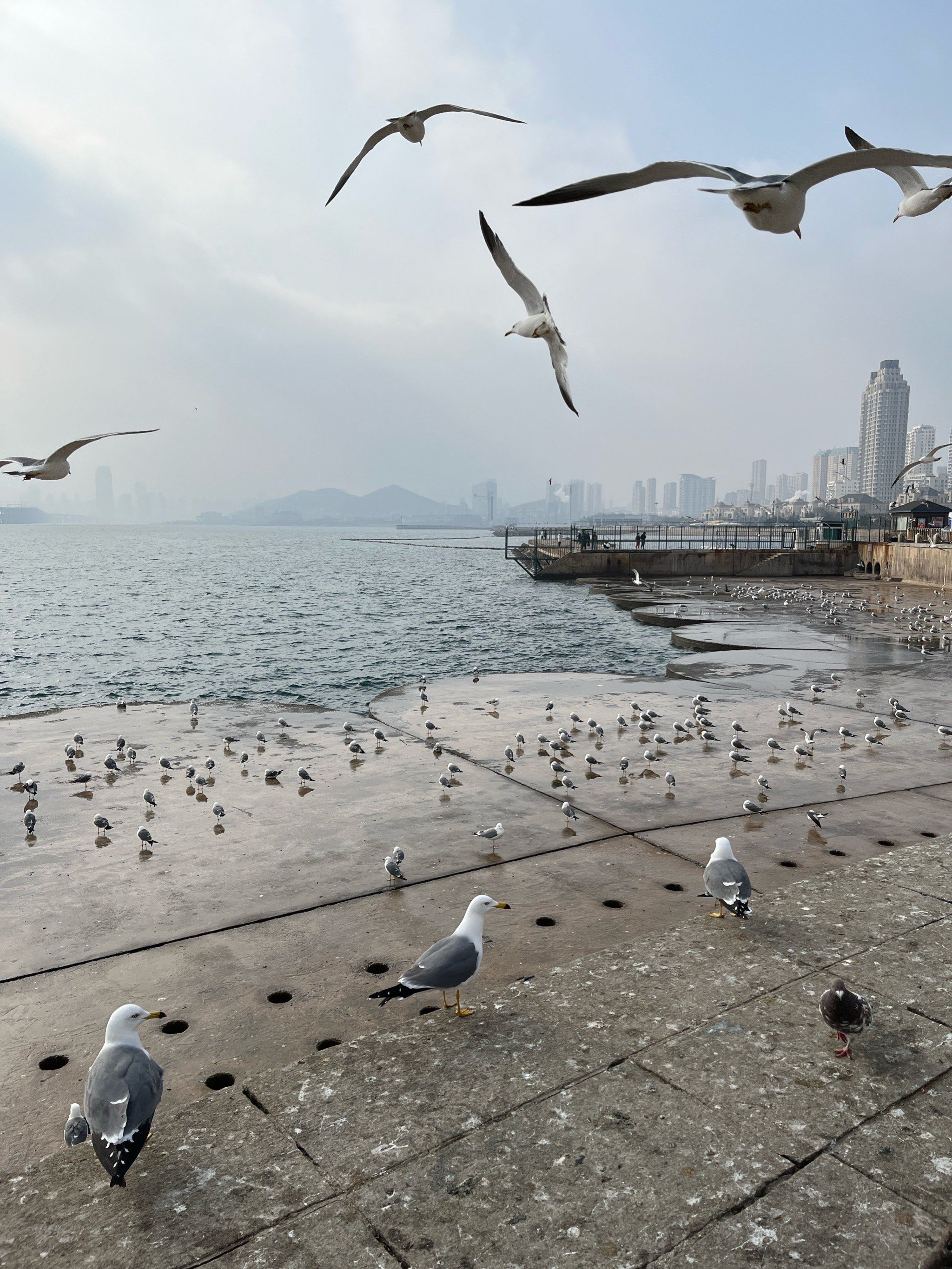 北方 大连的海边