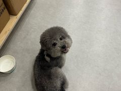 -谐和益家动物医院·免疫绝育·血液透析·宠保定点医院(高新伊藤分院)