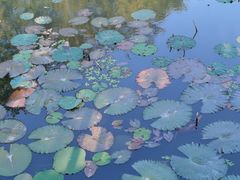 -五缘湾湿地公园