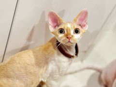 -琪喵猫屋·撸猫猫咖·猫舍
