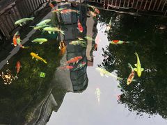 -龙桥私厨·姜花菊花过桥鱼·顺德菜(容桂店)