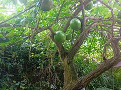 -华南国家植物园-售票处