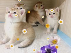 -十年猫舍·猫咪专门店(普陀店)