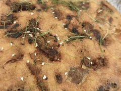 柚皮鱼肠蒸蛋-六婶西关小厨(光塔路店)