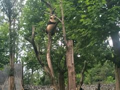 -都江堰中华大熊猫苑