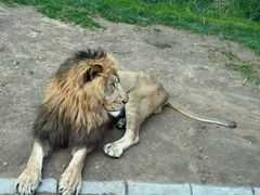 -北京野生动物园