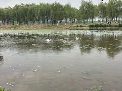 -咸阳湖景区-古渡公园