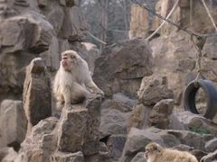 -合肥野生动物园