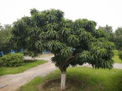 -永定河休闲森林公园