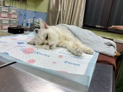 -瑞鹏宠物医院·宠保定点·心脏科·内科(御桥分院)