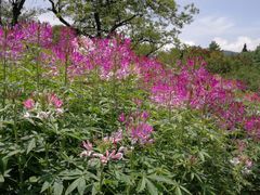 -名花谷生态庄园