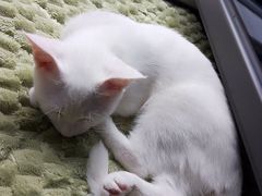 -全心全意连锁动物医院·微创中心·内科急重症·心脏专科(丰管路店)