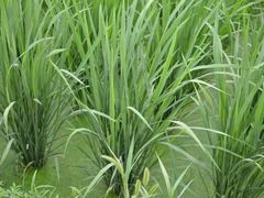 android_upload_pic-练塘古镇