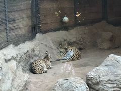 -清迈夜间动物园