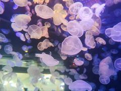 -江和美海洋公园