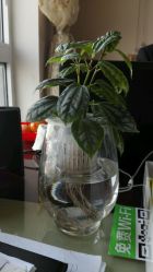 点击看大图 -FOLUNSI佛伦斯私人订制