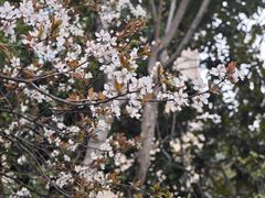 -颐景园