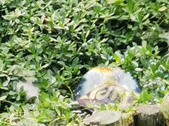 -上海野生动物园