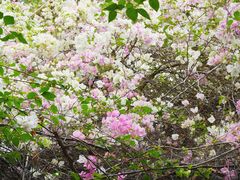 -深圳国际园林花卉博览园