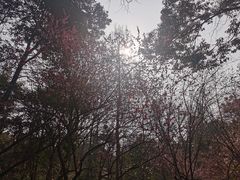 -杭州植物园